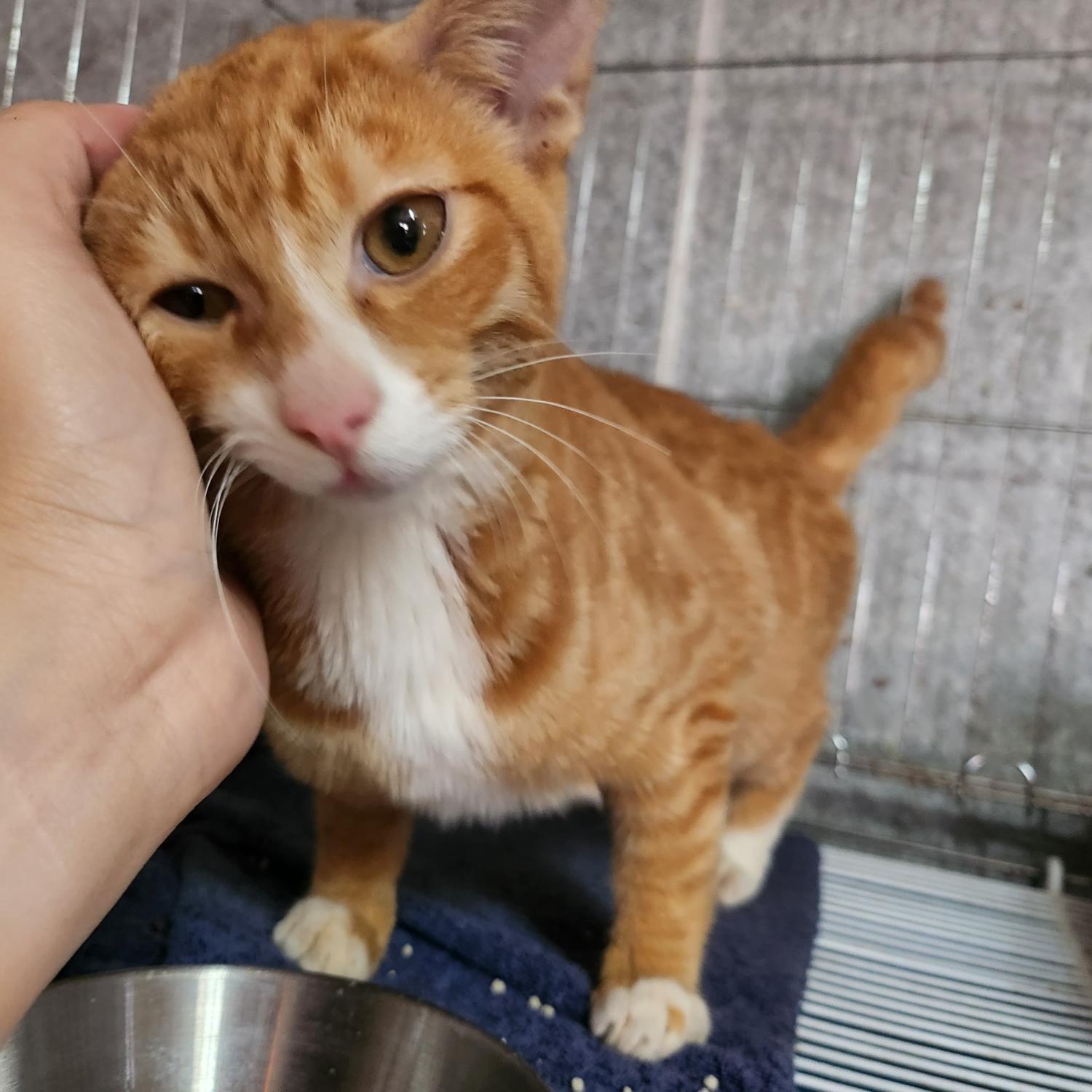 울산유기동물보호센터_431373202301176